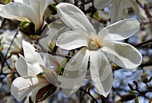 White Magnolia flowers