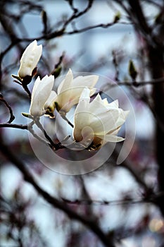 White magnolia flowers are blooming on the branches.