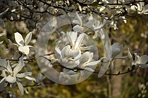 White magnolia flowers