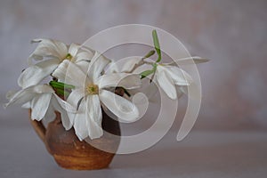 White magnolia flowers in a brown clay mug