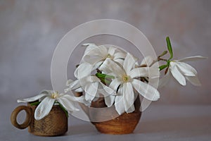 White magnolia flowers in brown clay mugs