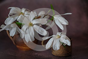 White magnolia flowers in brown clay mugs