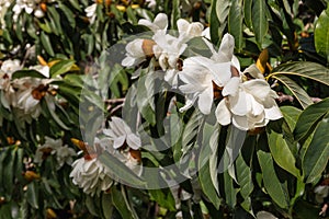 White magnolia flowers and buds with raindrops