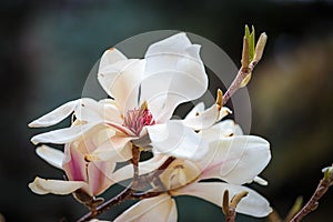 White Magnolia flowers in full bloom. Beautiful creamy magnolia