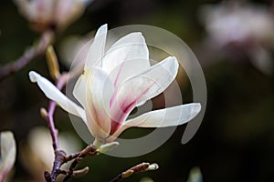 White Magnolia flowers in full bloom. Beautiful creamy magnolia