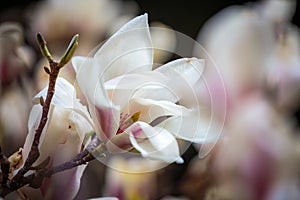 White Magnolia flowers in full bloom. Beautiful creamy magnolia