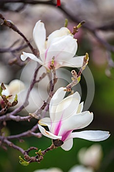 White Magnolia flowers in full bloom. Beautiful creamy magnolia