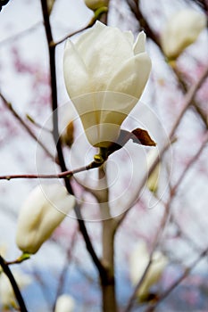 White magnolia flowers at Hanamiyama Park,Fukushima,Tohoku,Japan.