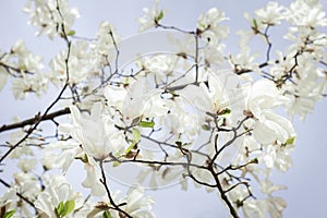 White magnolia flowers on a magnolia branch. Blooming tree on a spring day. Nature