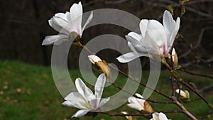 White magnolia flowers side view close up