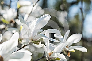 White Magnolia Flowers