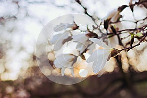 White magnolia flowers at sunset. Blurred background, film effect