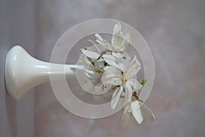 White magnolia flowers in a tall white vase