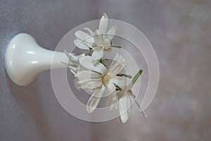 White magnolia flowers in a tall white vase