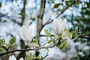 White Magnolia Flowers on Tree Branch