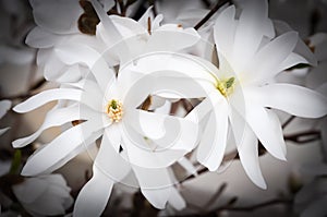 White Magnolia flowers