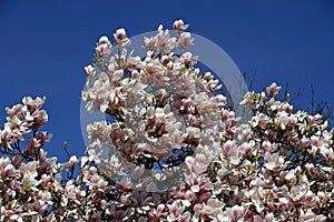 White magnolia flowers on tree