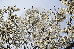 White magnolia flowers on tree