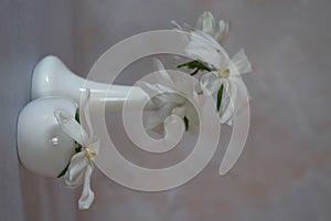 White magnolia flowers in white ceramic vases