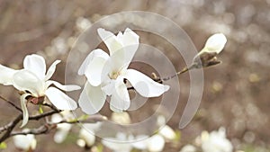 White magnolia flowers in the wind. Blooming tree in spring in the park