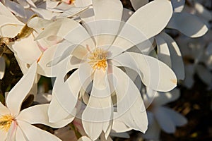 White magnolia loebneri