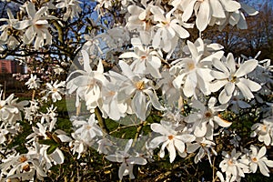 White magnolia loebneri