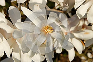 White magnolia loebneri