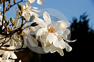 White magnolia loebneri