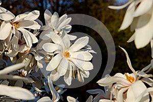 White magnolia loebneri