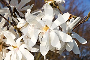 White magnolia loebneri