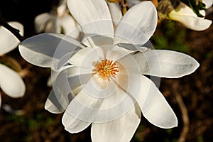 White magnolia loebneri