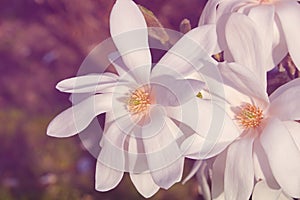 White magnolia loebneri