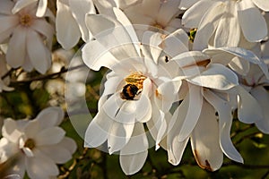 White magnolia loebneri