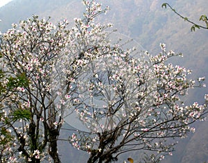 White Magnolia Magnolia Campbellii Blossom