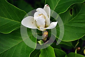 White magnolia soulangeana saucer magnolia flower, close up detail top view, soft dark green blurry leaves