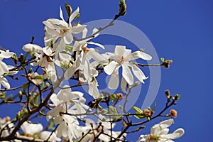 White magnolia stellata blossom