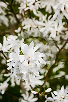 White Magnolia stellata Royal Star in bloom