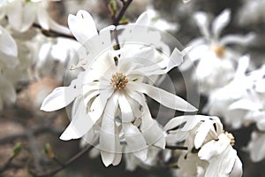 White magnolia tree blossom in springtime