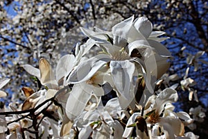 White magnolia tree blossom in sunshine