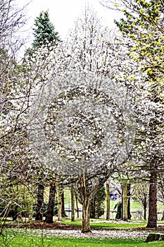 White Magnolia Tree Blossoms, Full Bloom, Arboretum