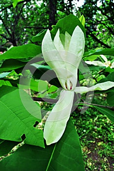 White magnolia tripetala umbrella magnolia or umbrella-tree flower, close up detail, soft dark green blurry park