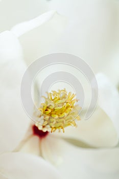 White Magnolia Tropical Flower