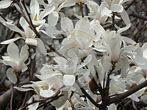 White Magnolias in Bloom