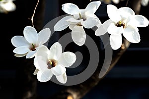 White Magnolias, white magnolia denudata, yulan magnolia photo
