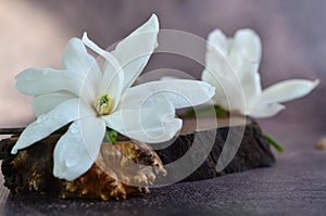 White magnolias lie on a wooden stand