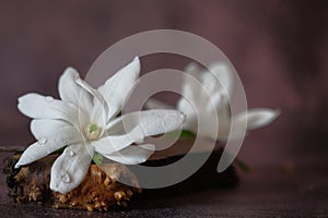 White magnolias lie on a wooden stand