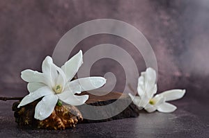 White magnolias lie on a wooden stand