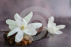 White magnolias lie on a wooden stand