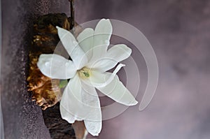 White magnolias lie on a wooden stand