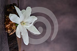 White magnolias lie on a wooden stand